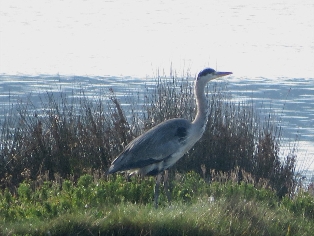 Grey heron