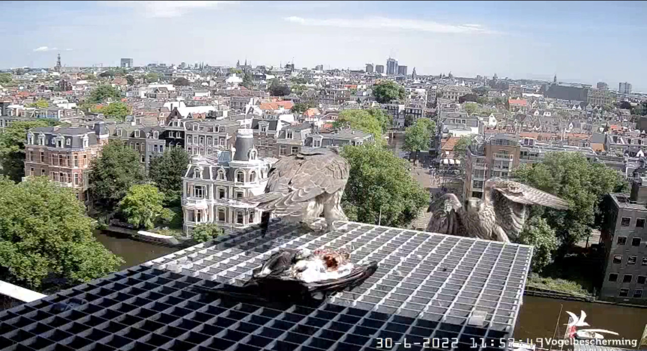 Amsterdam/Rijksmuseum screenshots © Beleef de Lente/Vogelbescherming Nederland - Pagina 35 Video-2022-06-30-120826-Moment-4