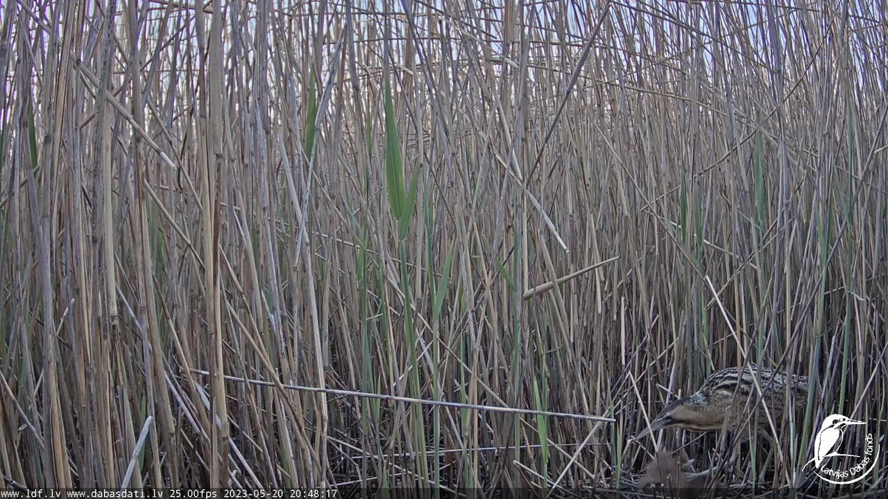 Lielais dumpis (Botaurus stellaris) Engurē - LDF tiešraide 12-6-32 screenshot