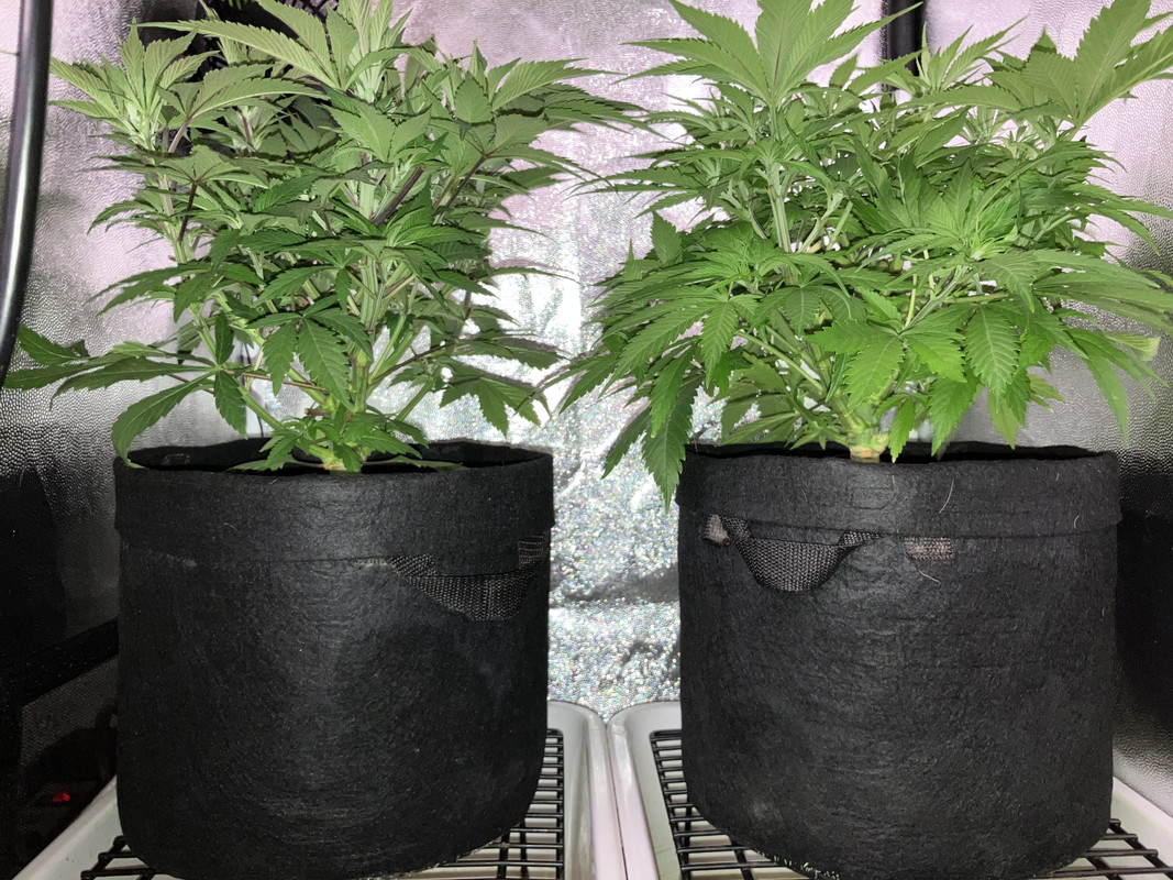 cIMG_1434 (abril 23 2023)