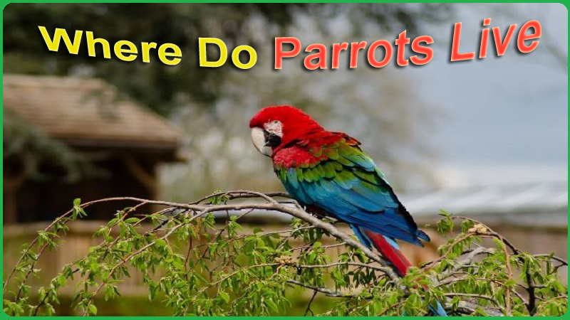 where do parrots live