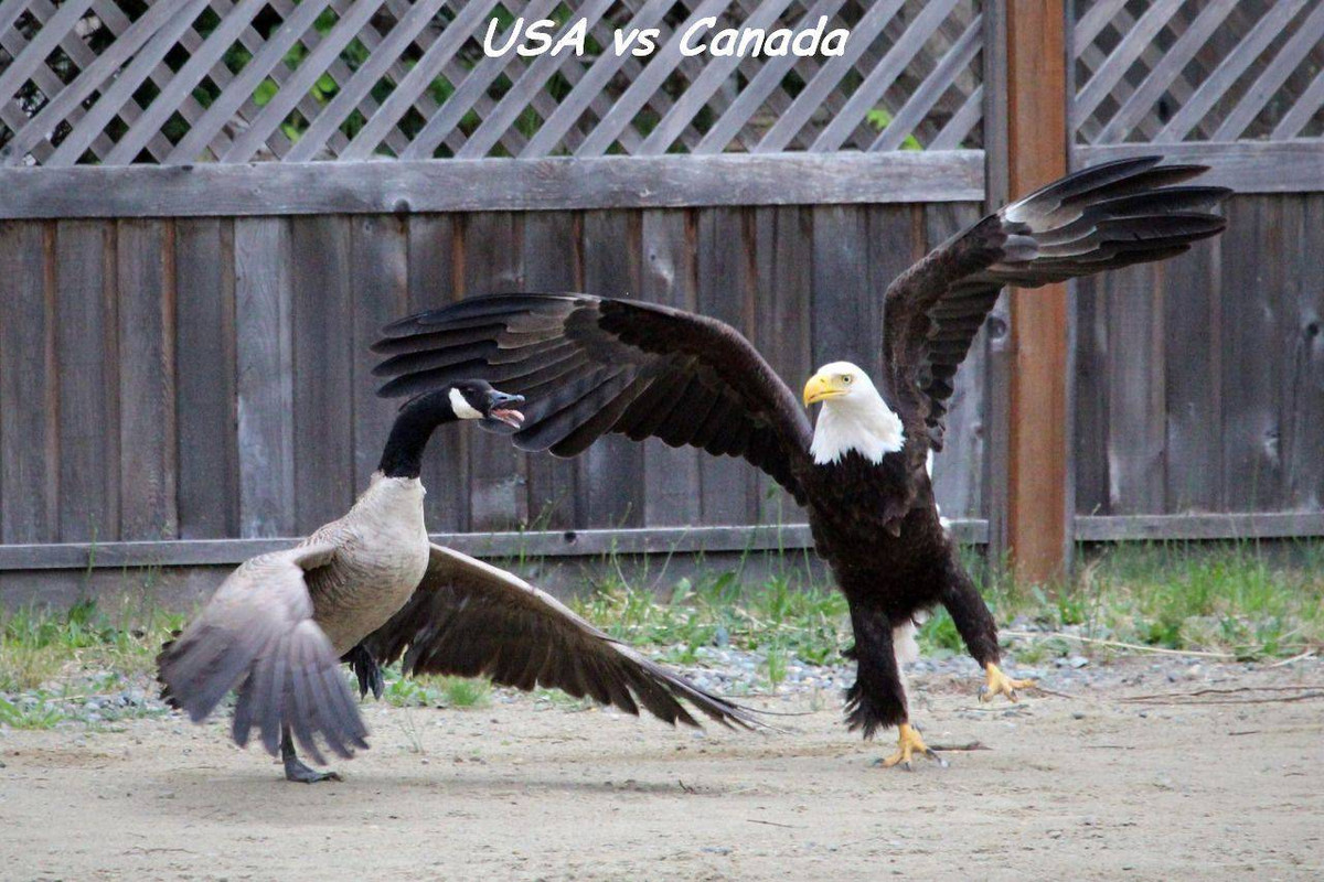 USA-vs-Canada