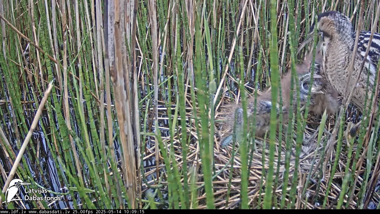 LDF Lielais dumpis (Botaurus stellaris) Zemītes pagastā 12-29-46 screenshot (1)