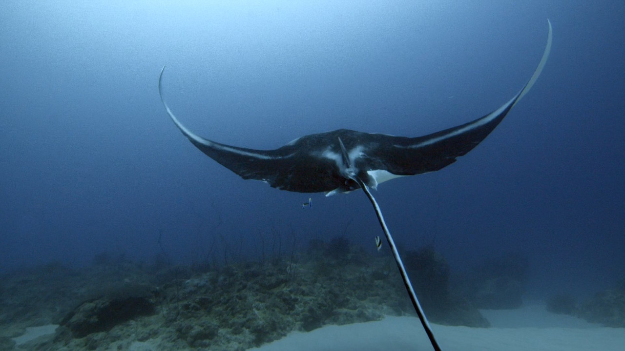 Japan Earth's Enchanted Islands (2015) - S01E01 - Honshu (1080p 