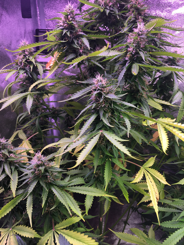 DCD84C76-ADB3-4D8C-ADBB-374411D718CD