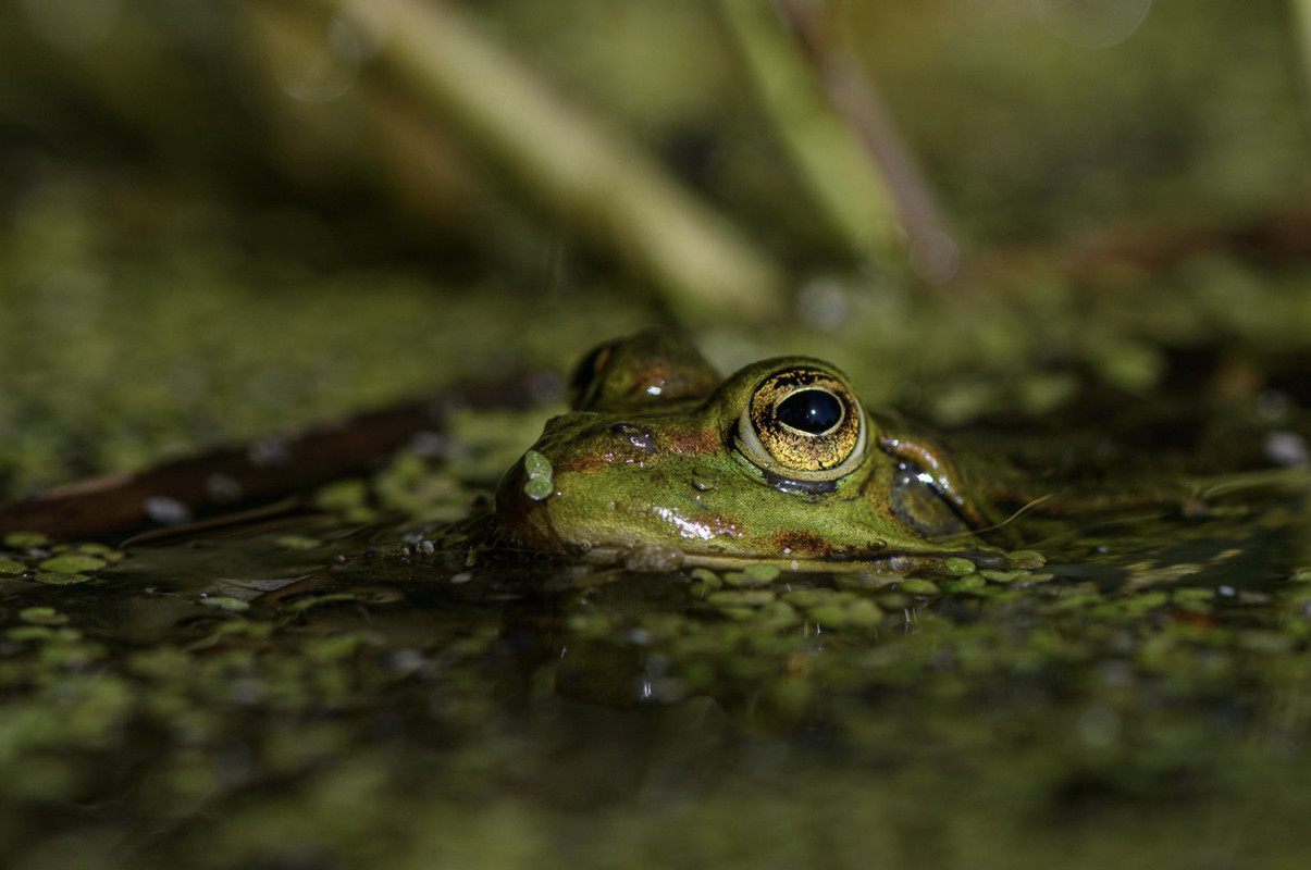 green-frogs-head.jpg