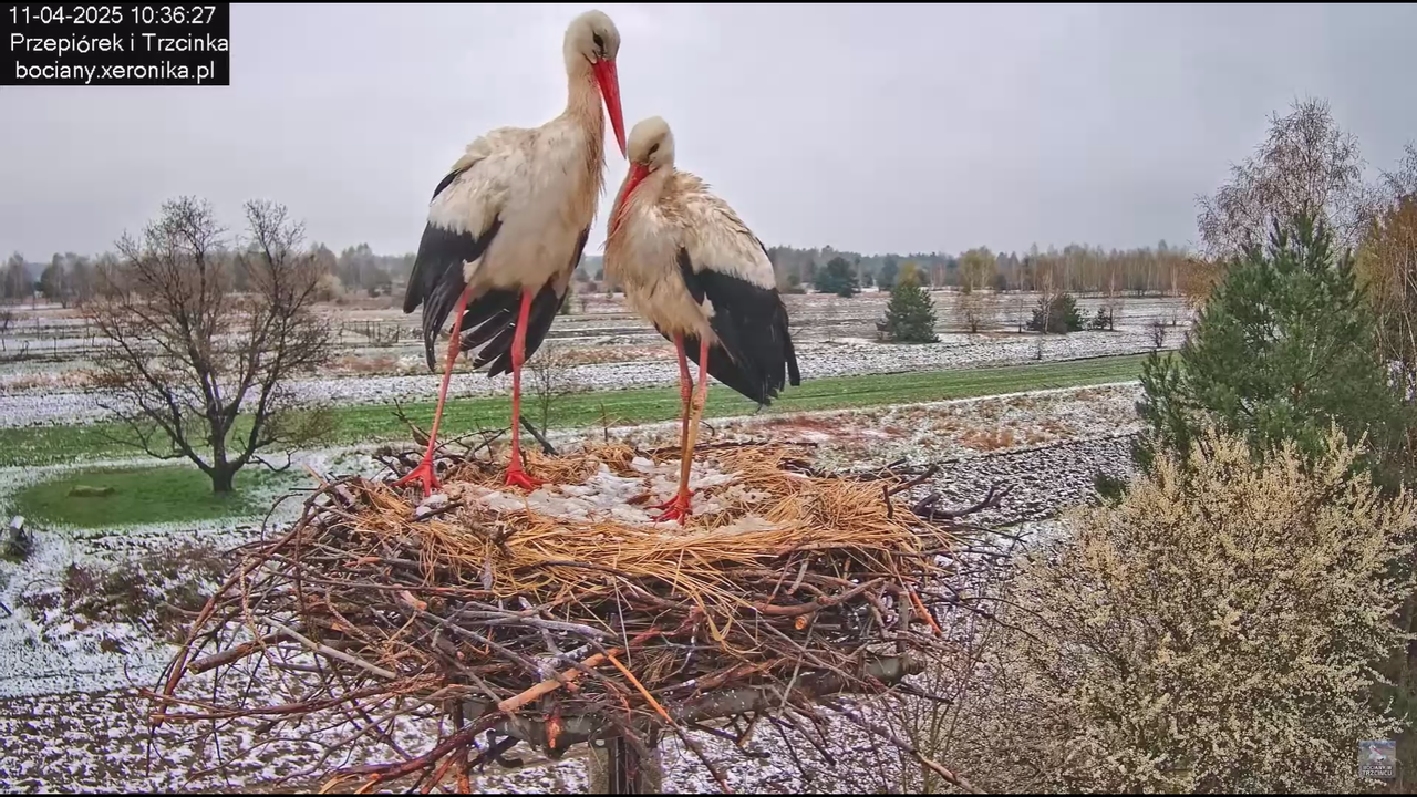 11042025bociany_10