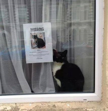 missing-cat.jpg