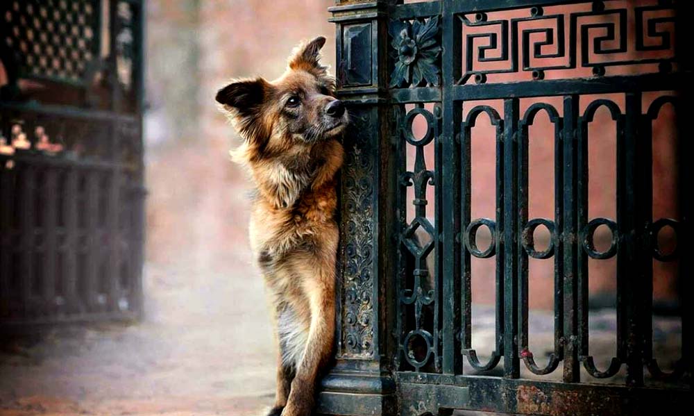 სოდომისა და გომორას განადგურება