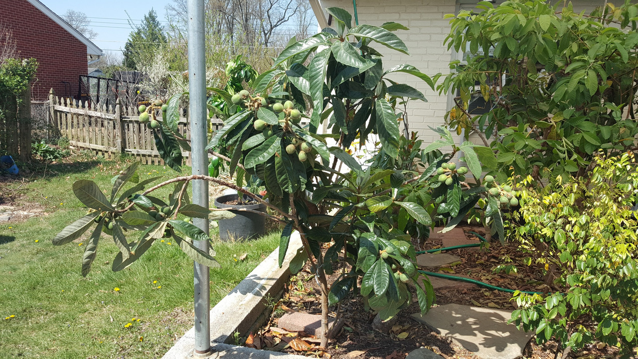 Loquat April
