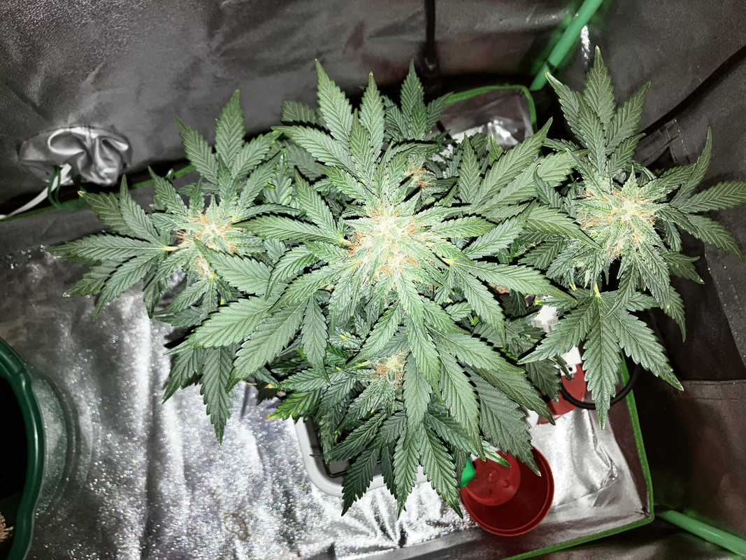 EA3EA272-BED9-46BD-8BBC-952F944C6752