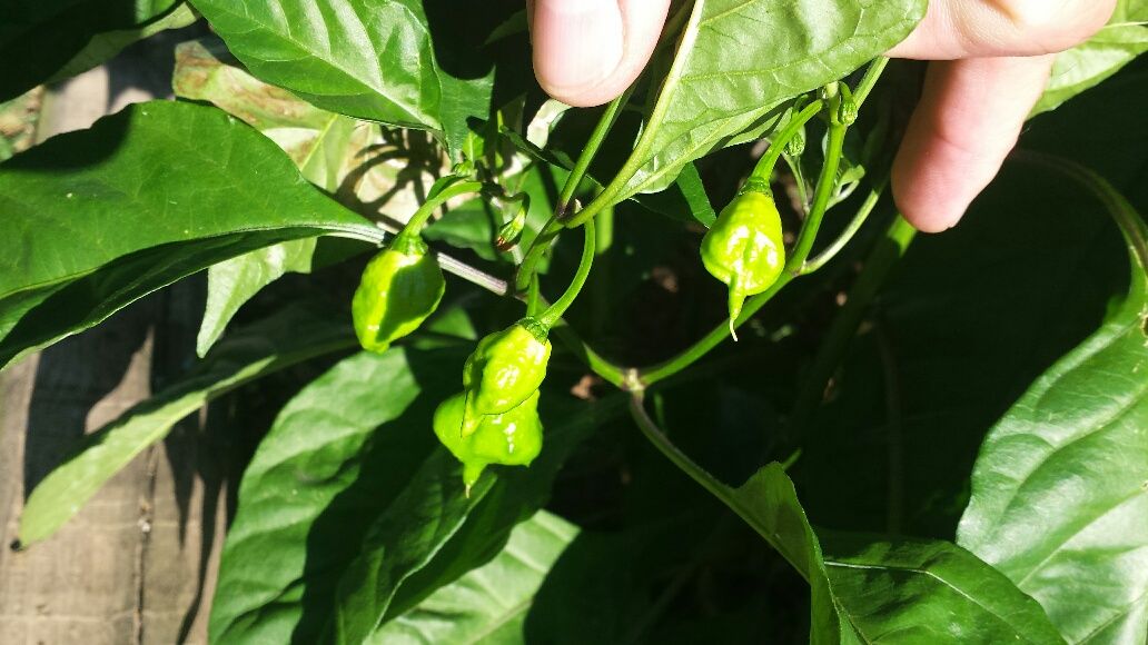 20160903_084808_resized