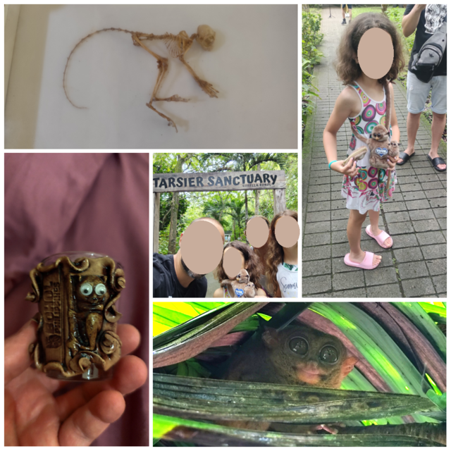 --DÍA 13 (23 junio): Bohol (Tarseros, Chocolate Hills, Tirolina y Napaling) - Un mes por Filipinas y Tailandia con niñas (2025) (1)