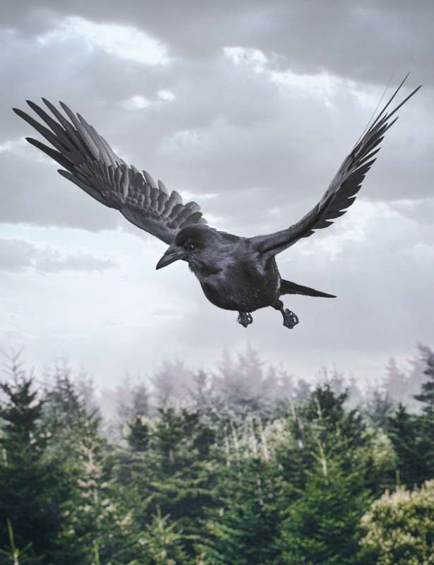 Daz Crow Daz Crow