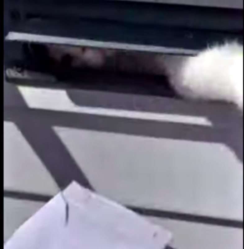 Feisty Cat Refuses To Allow Mail Carrier To Deliver Mail Democratic