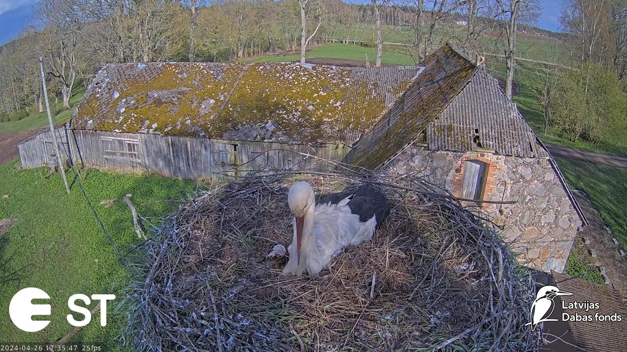 Baltie stārķi (Ciconia ciconia) Tukuma novadā - LDF tiešraide __ White storks in Tukums, Latvia 11-7