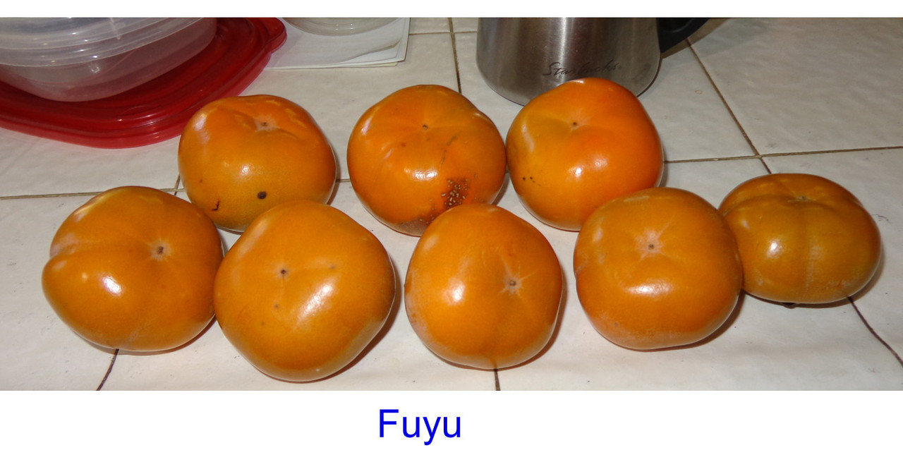 Persimmon-pic7