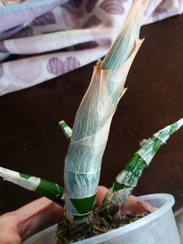 WhatsApp Image 2020-04-16 at 22.35.59 (1)