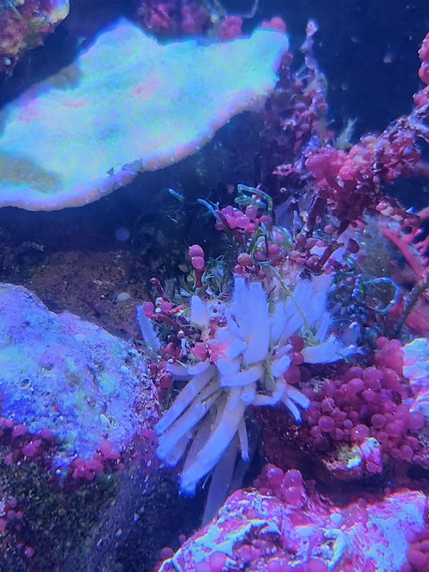 reef2