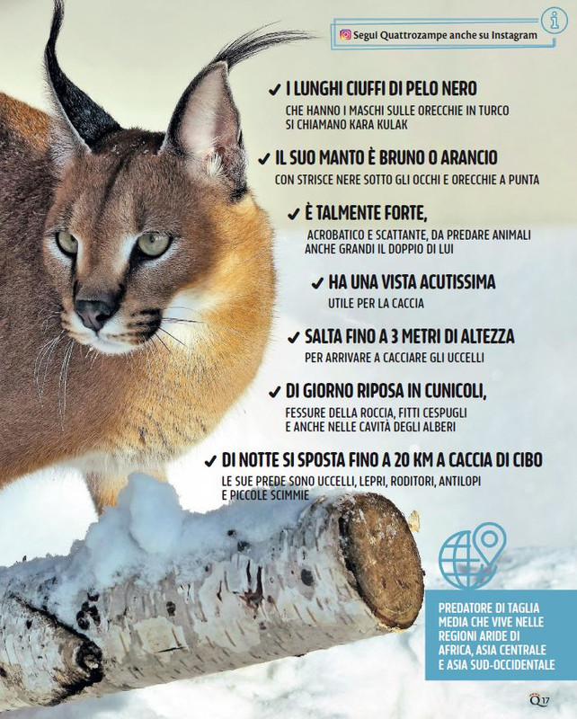 QuattroZampe Dic 2024-Gen 2025 (2)