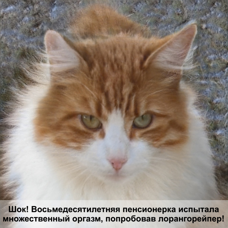 ориентальная кошка шоколадного окраса