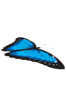 blue-butterfly-sticker-by-rainforest-water-for-ios-amp-android-giphy