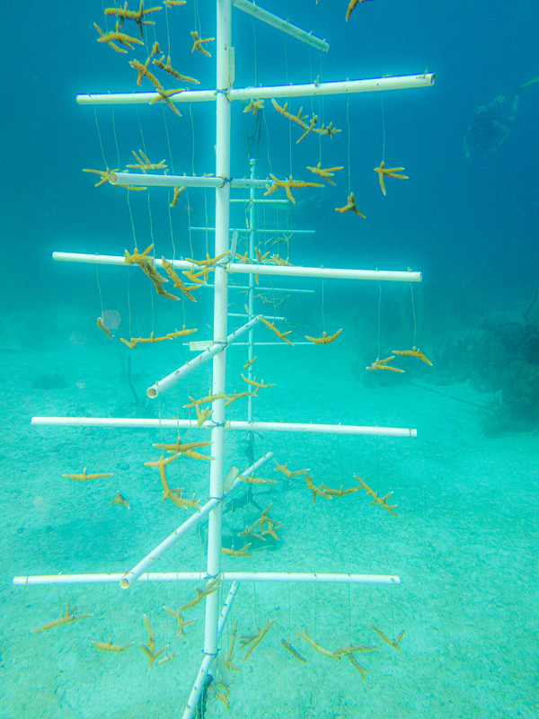 coral-farmin-utila.jpg