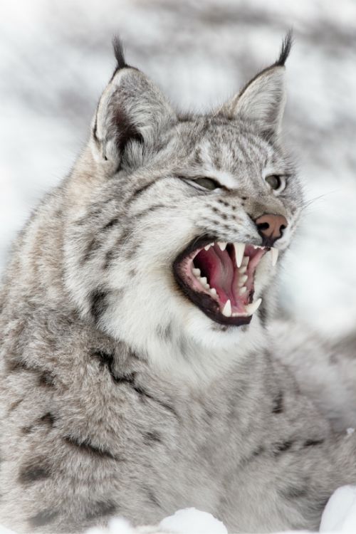 greylynx.jpg