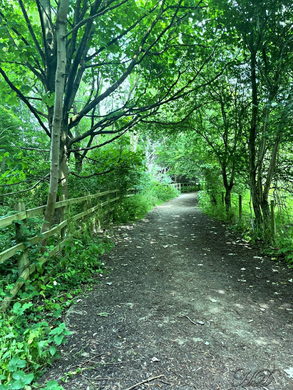 Woodland-path-5-HD.jpg