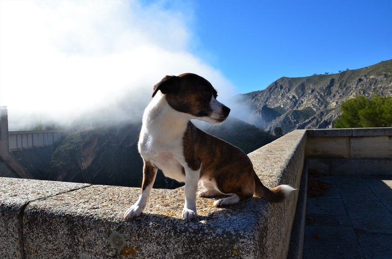 PRESA Y EMBALSE DE BUENDIA-7-11-2015-GUADALAJARA - Paseando por España-1991/2016 (5)
