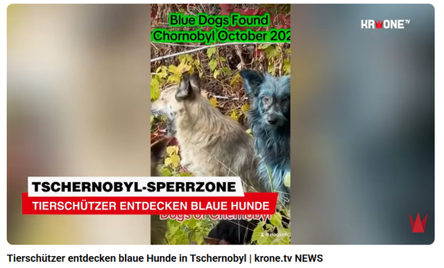 Blaue Hunde von Tschernobyl