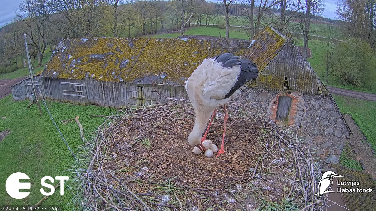 Baltie stārķi (Ciconia ciconia) Tukuma novadā - LDF tiešraide __ White storks in Tukums, Latvia 13-4