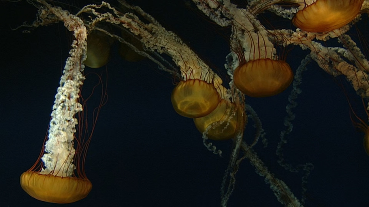 The Blue Planet S01E05 Seasonal Seas (1080p x265 10bit Tigole).m