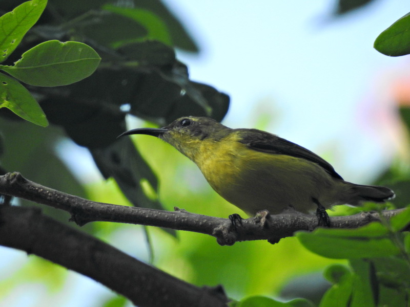 нектарница