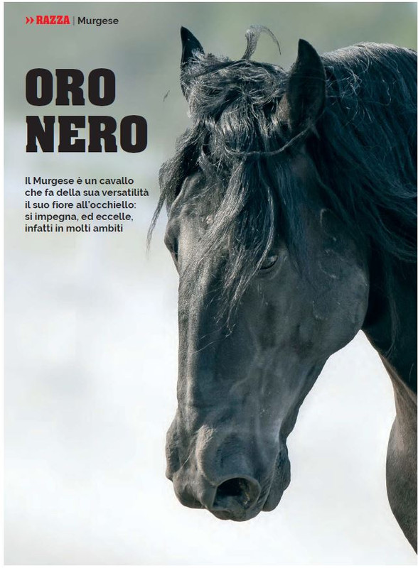 Il Mio Cav (Nov 2022) 3