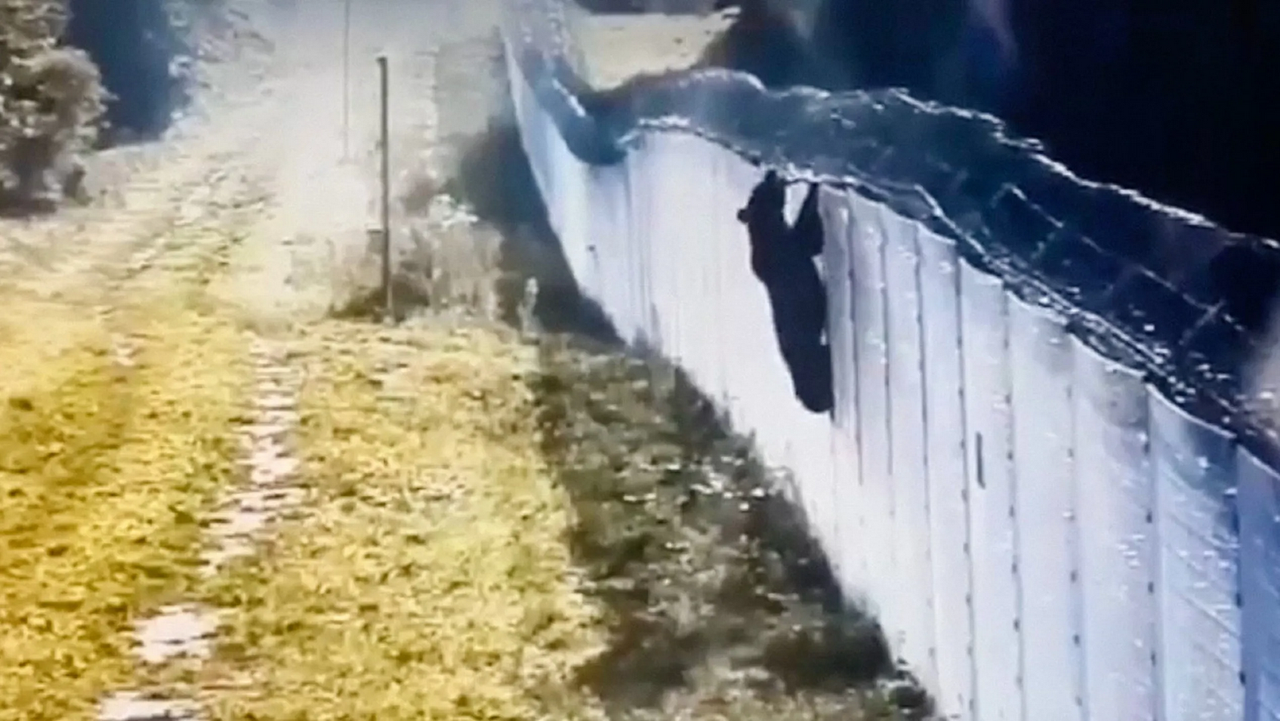 ¿Oso espía? Quiso vulnerar la valla de Lituania y cruzar a Bielorrusia: video