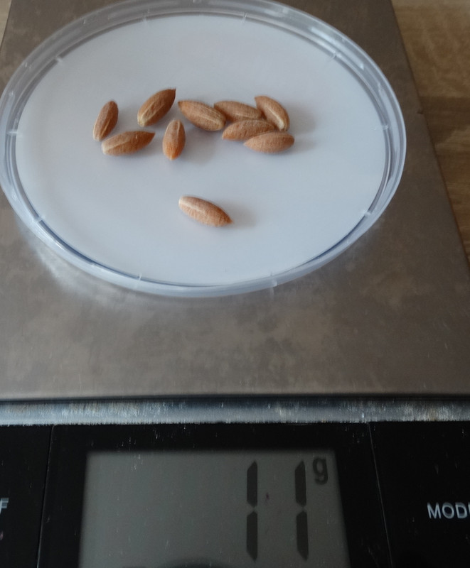 koščice schafer drenal