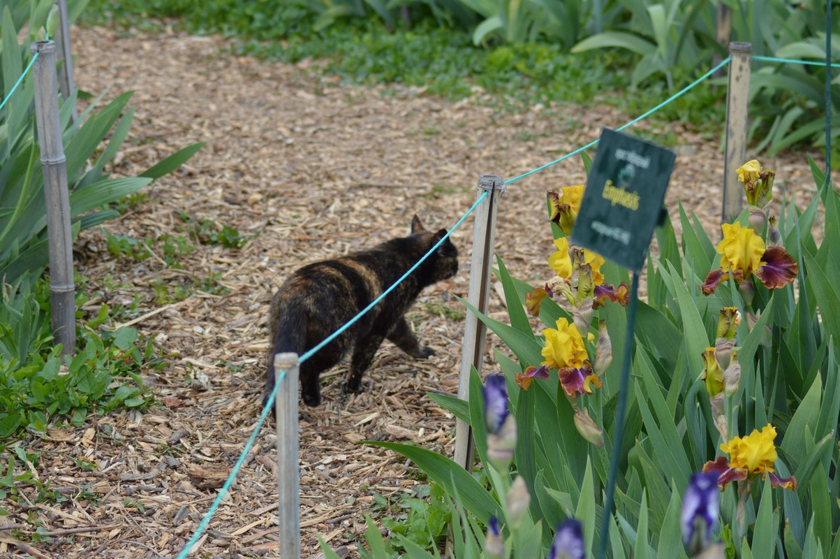 пеструшка в ирисах5