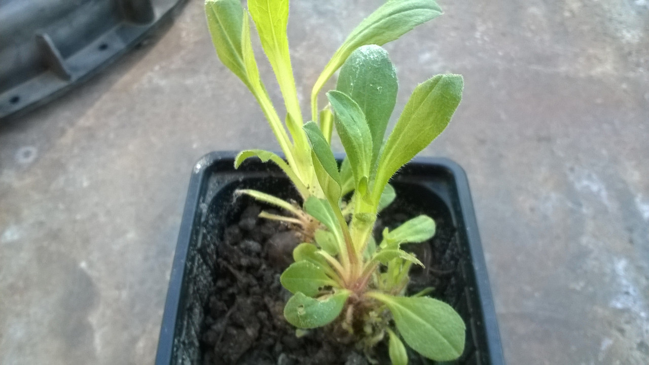 WP_20180512_002 - копия