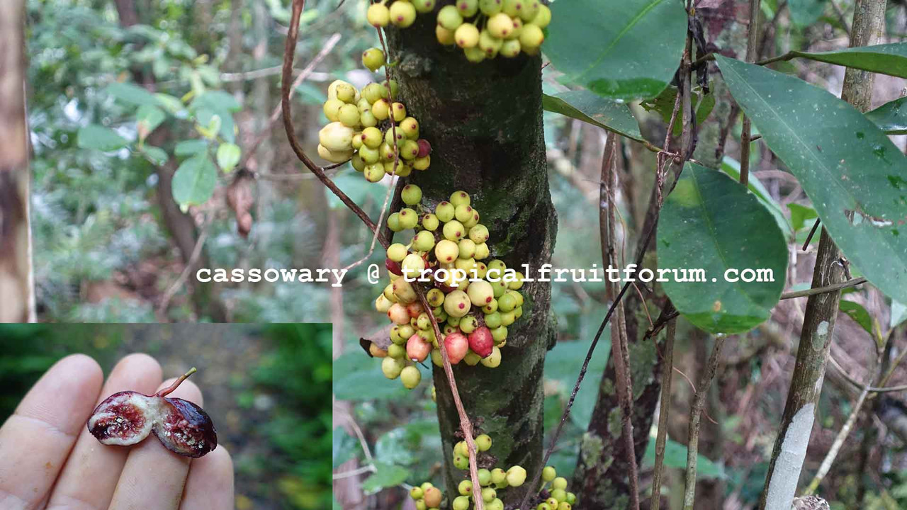 atherton fig cassowary seeds
