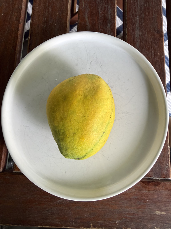 Mango Ed 4 26