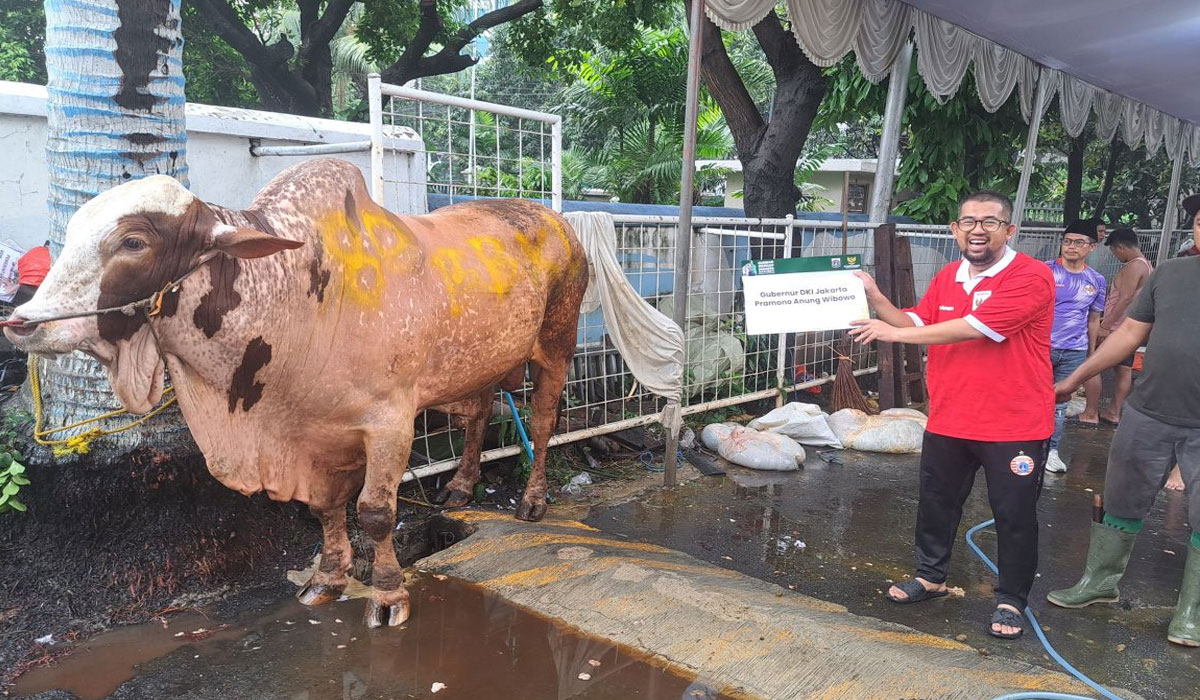 Sapi Kurban Gubernur Jakarta Seberat 1 Ton Diserahkan ke Yayasan Haji Lulung!