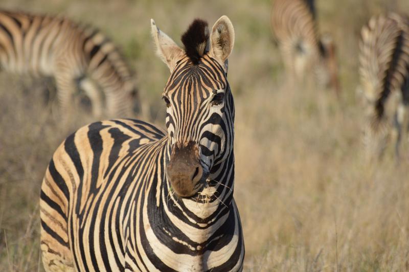DÍA 10: KRUGER (Lower Sabie) - Sudáfrica y Seychelles 2018 - Una Honeymoon llena de vida (7)