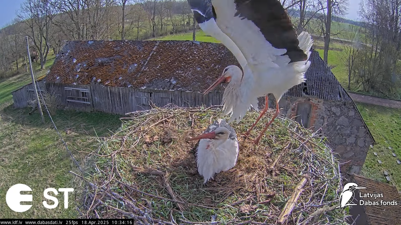 (22) Baltie stārķi (Ciconia ciconia) Tukuma novadā __ White storks in Tukums, Latvia - YouTube - 709