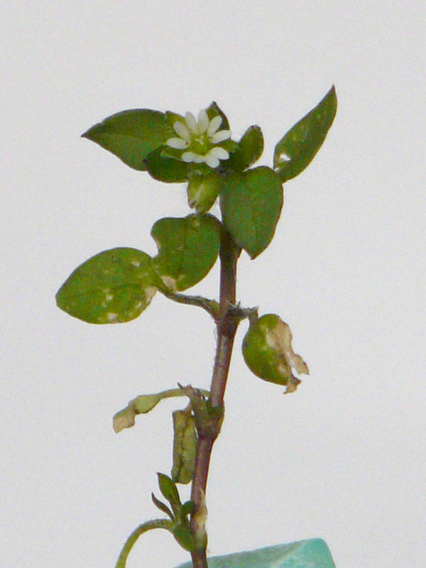 P1110805-1.1... (1024)