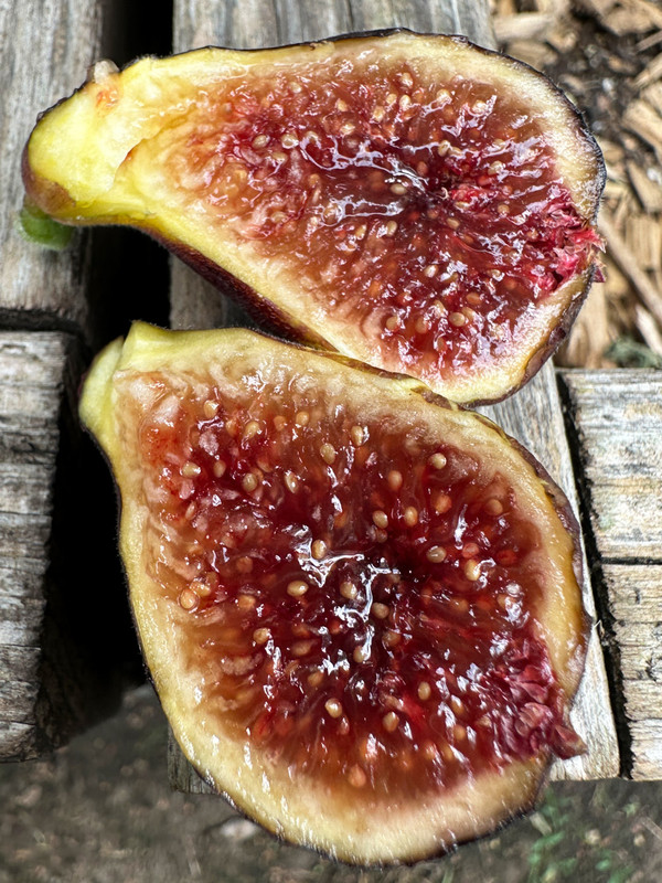 figs-61.jpg