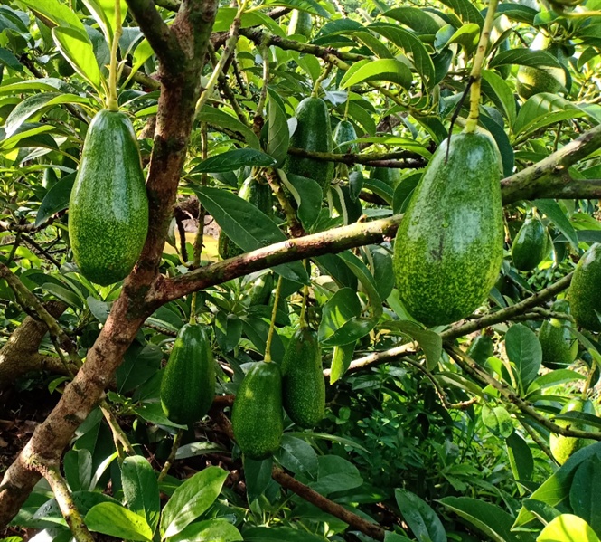 Kinh nghiệm trồng cây giống bơ tứ quý thành công Cay-giong-bo-tu-quy