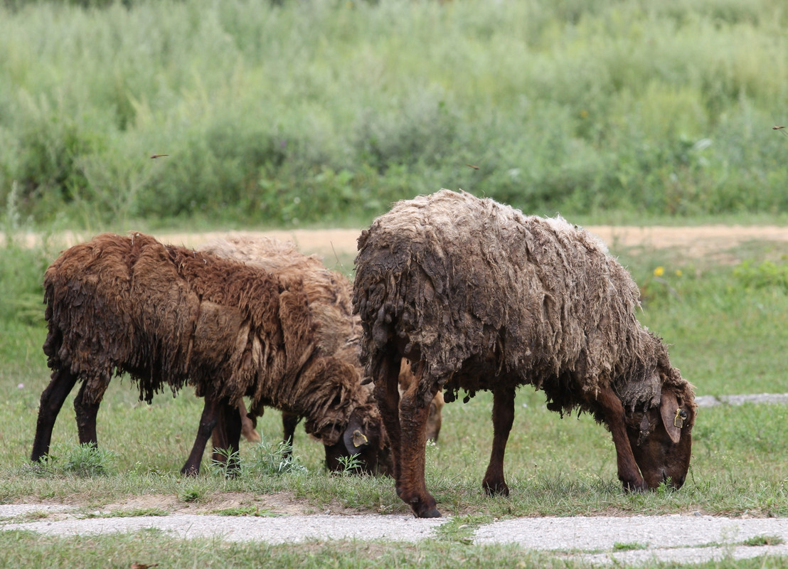 Сенокосилки