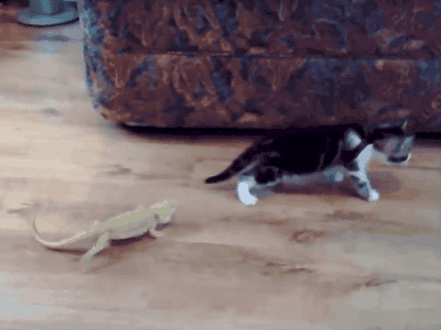 scared-cats.gif