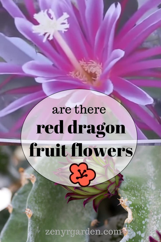are-there-red-dragon-fruit-flowers.jpg